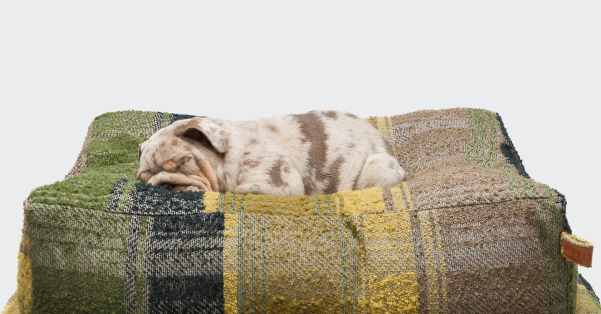 Gør din hund træt