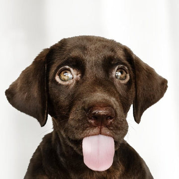 Er du klar til hund?