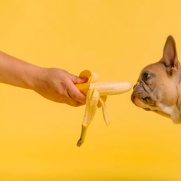 Råd til vægttab hos hunde