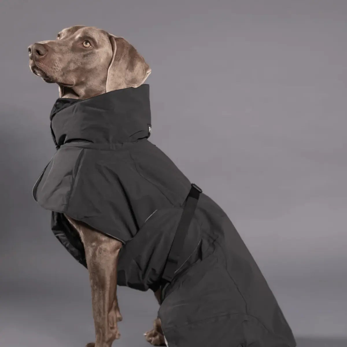 Hundetøj og hundekurve til store hunde