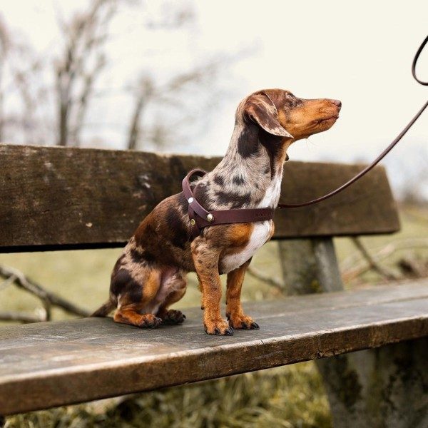 Hundeparker i København & omegn