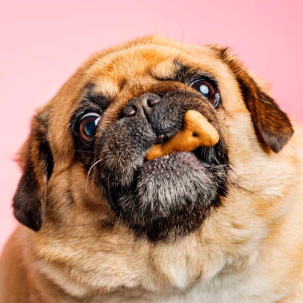 Er min hund overvægtig?