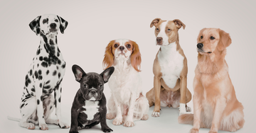 Pelspleje efter hunderace – find den rette guide til din hund