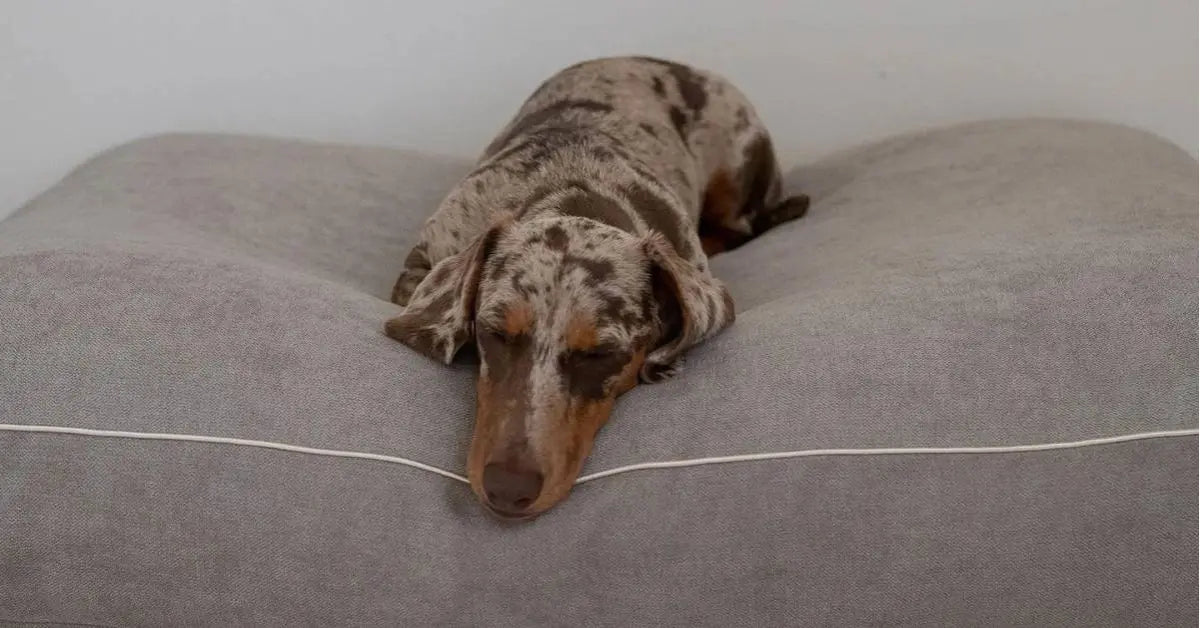 Beroligende til hunde