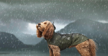 Hundetilbehør særligt velegnet cockapoo / cockerpoo