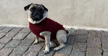 Hundetilbehør særligt velegnet til mops