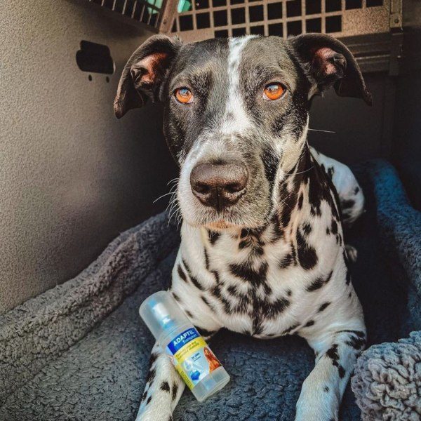 Adaptil Transport Spray // Helps keep your dog calm on the move