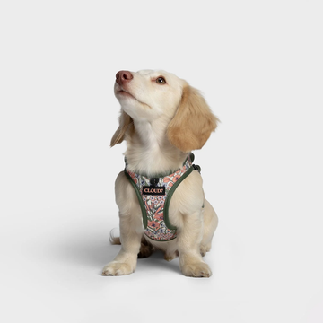 Cloud7 LTTL Blossoms // Step-in hundesele til hvalpe & små hunde