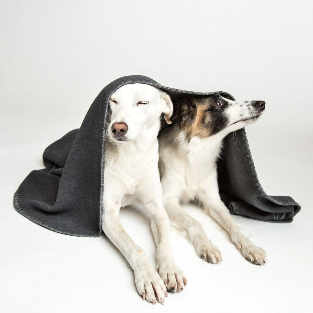 Cloud7 Blanket // Blødt hundetæppe i fleece (mørkegrå)