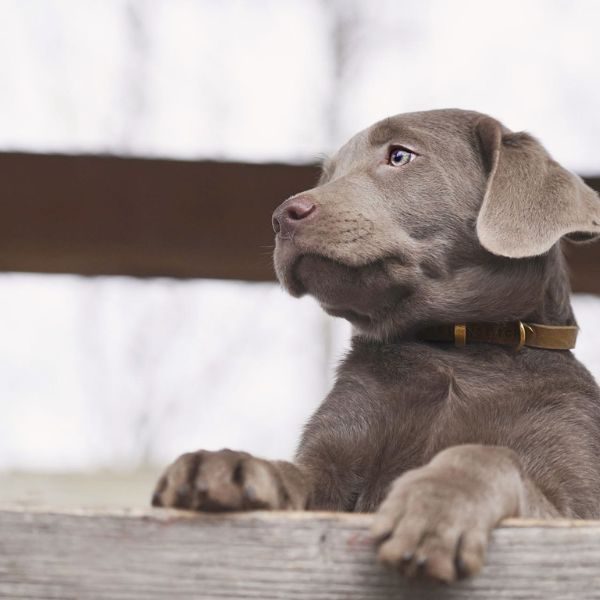 Butter Olive // Soft leather dog collar (olive green)