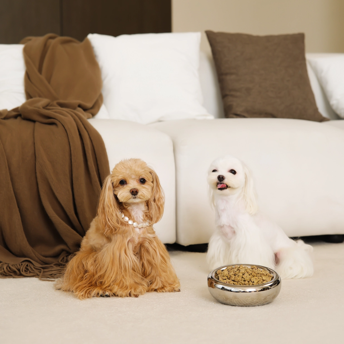 Pet JoJo Pebble Bowl, Deep // Hundeskåle ideel til mindre racer (krom)