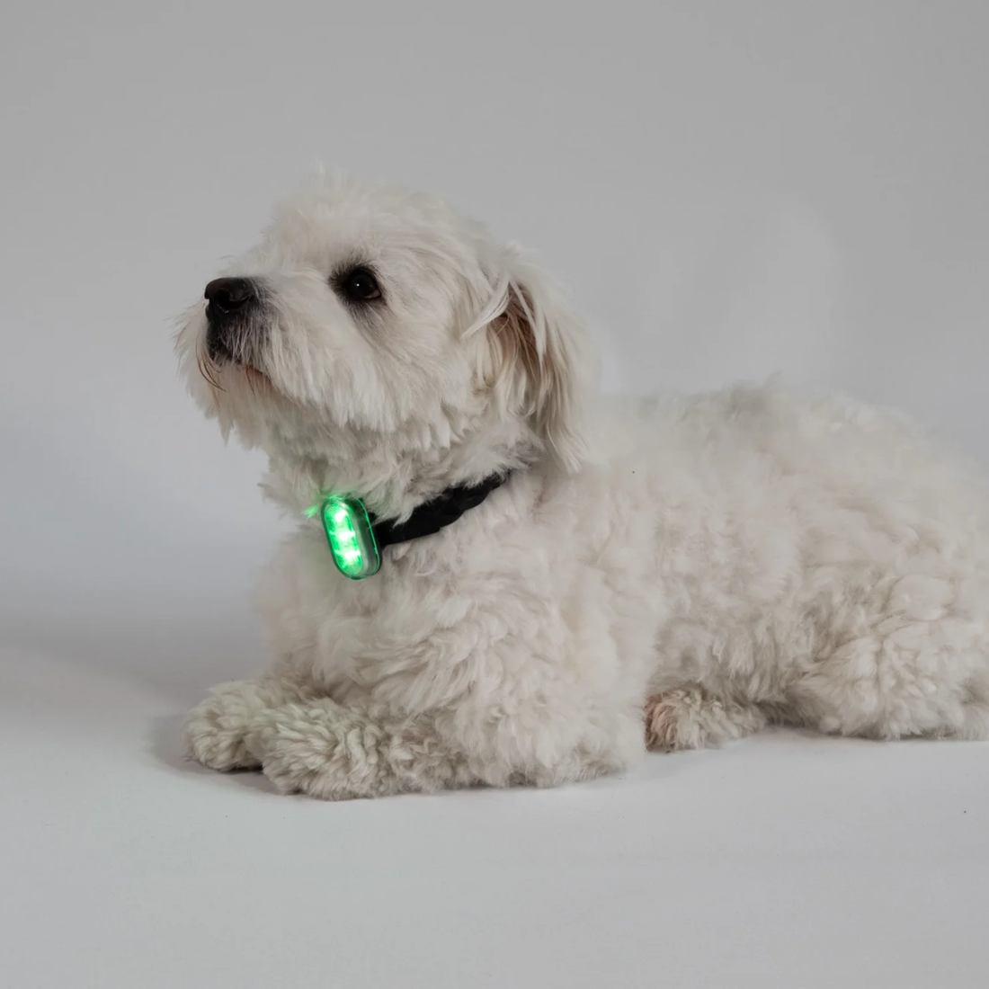 Reelight Switch Light // Genopladelig clip-on hundelygte (grøn)