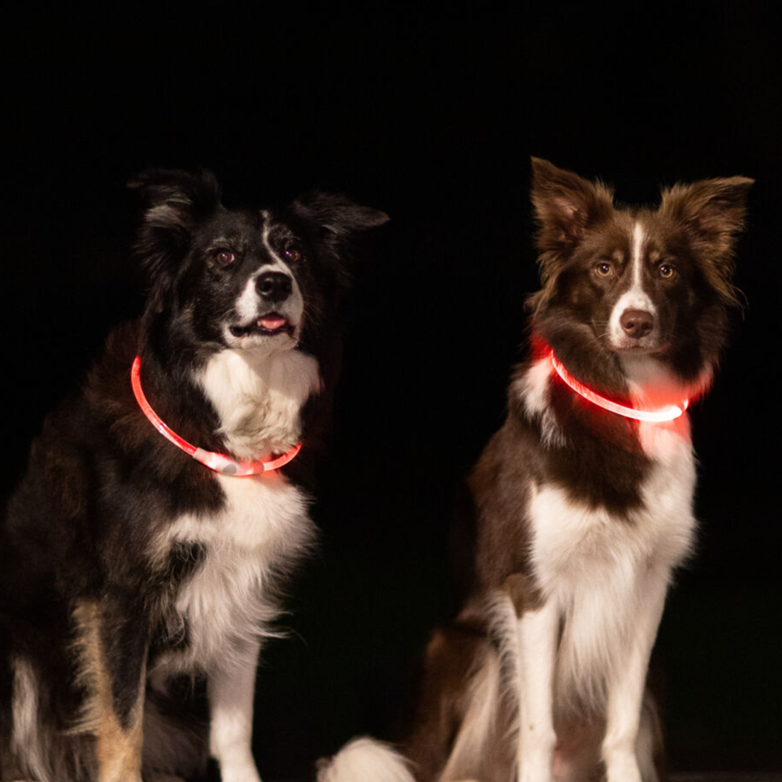 Trixie USB Flash // Opladeligt og justerbart halsbånd med lys (transparent)
