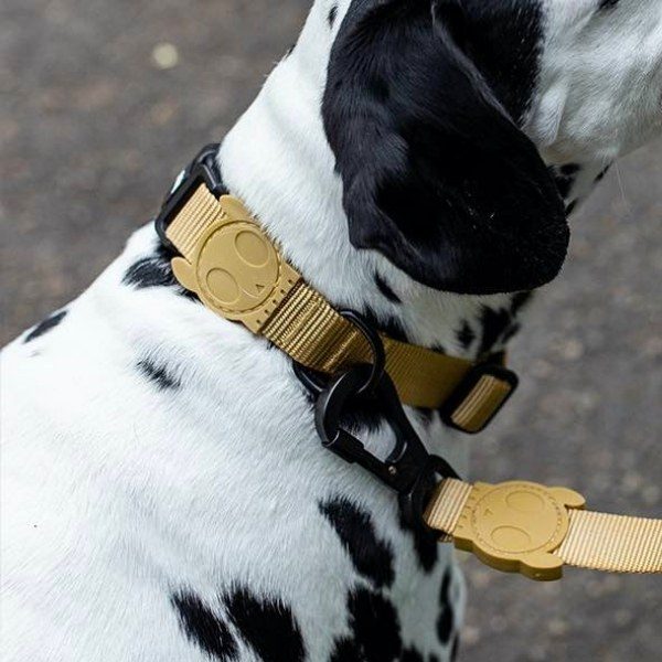 Zee.dog Sand // Lightweight collar with click buckle (dark beige)