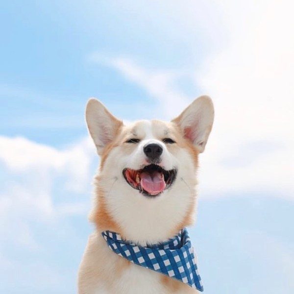 Classic Blue Check // Dog bandana with blue checks