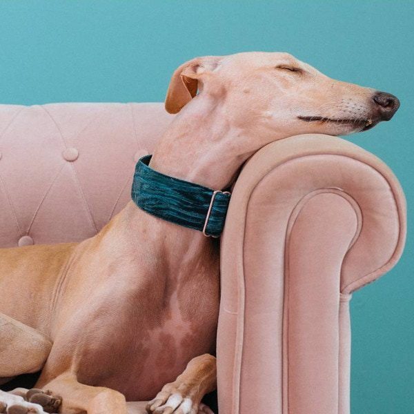 Martingale Brott Verdu // Green velvet dog collar