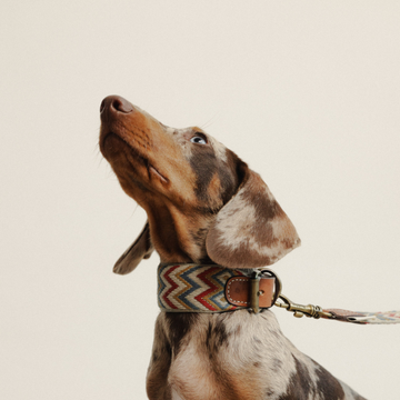Buddys Dogwear Naya Zigzag // Bredt og let halsbånd