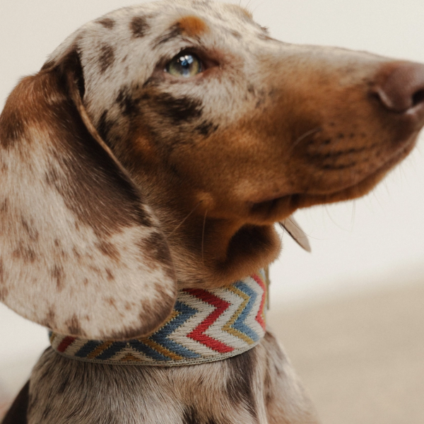Buddys Dogwear Naya Zigzag // Bredt og let halsbånd