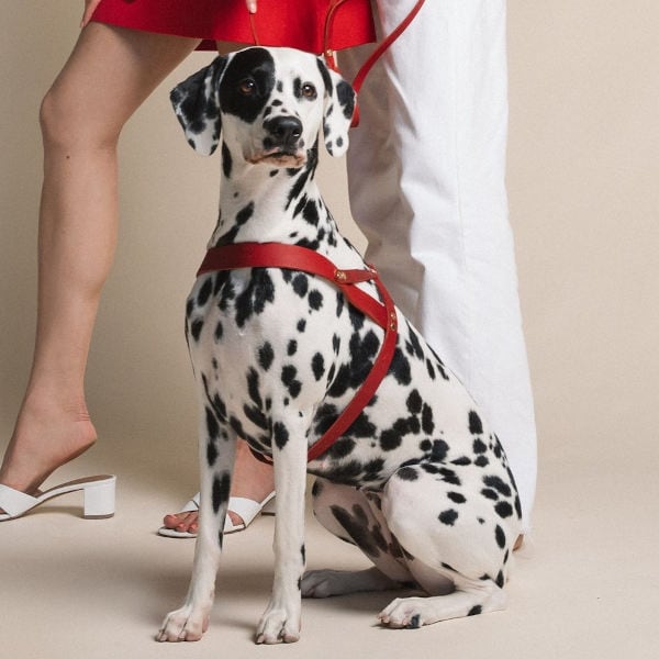 Butter Red // Classic dog harness in soft leather (red)