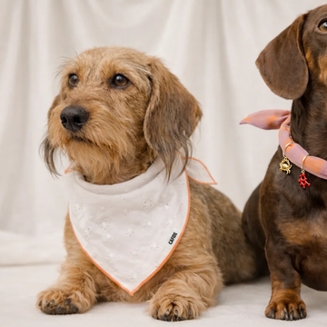 Cafide Bandana // Cotton dog bandana (embroidery coral)