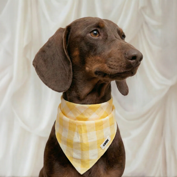 Cafide Bandana // Cotton dog bandana (vichy yellow)