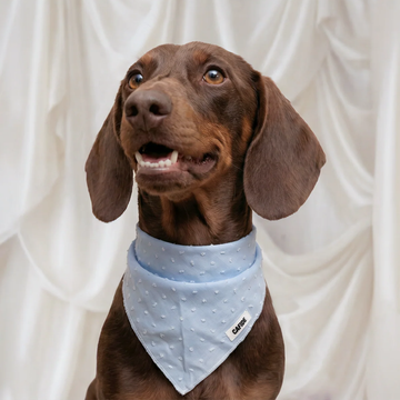 Cafide Bandana // Cotton dog bandana (blue plumeti)