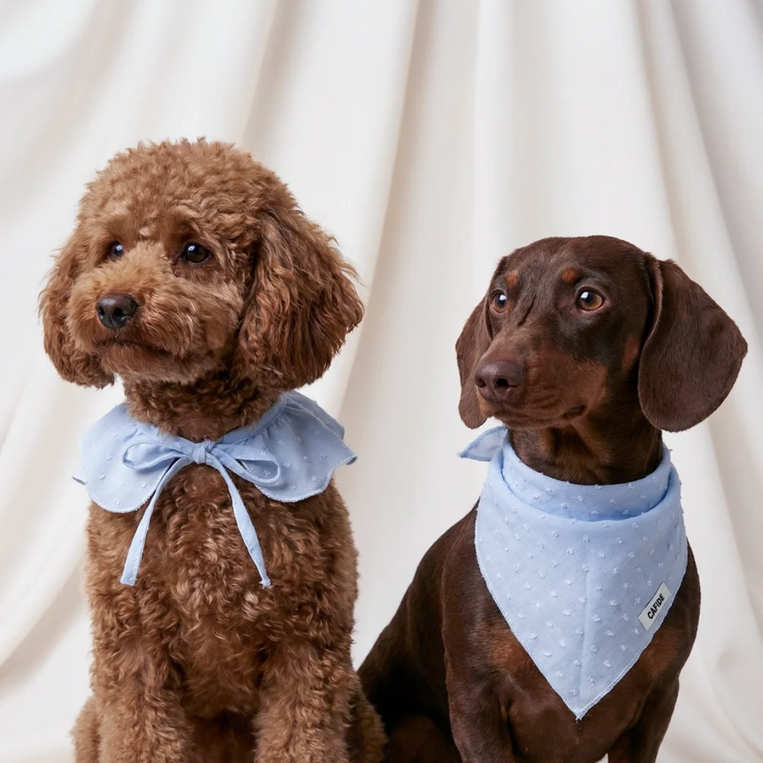 Cafide Neck Bow // Neck bow for dogs (blue plumeti)