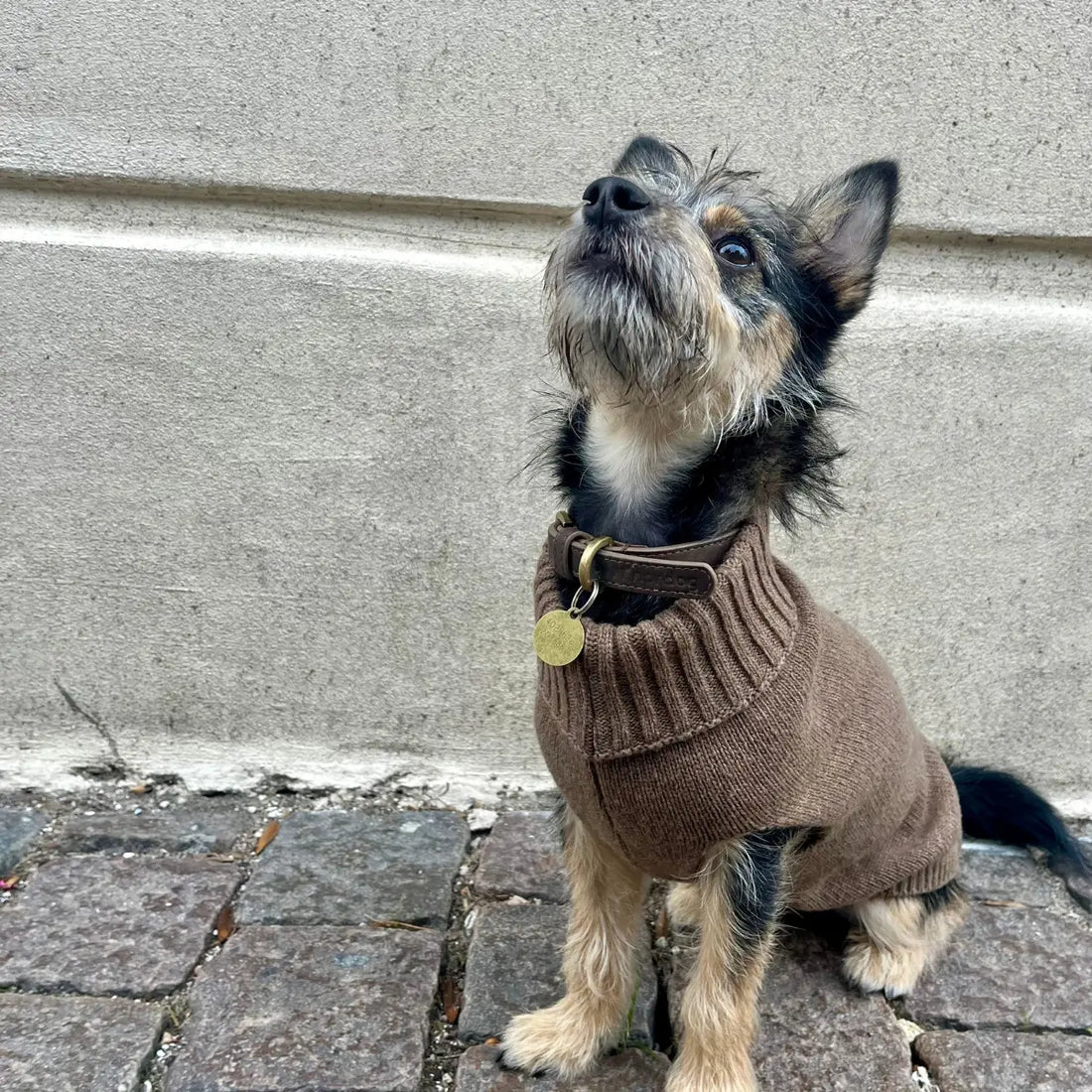 Calimar Sweater // Knitted wool dog sweater (caramel) (Kopier)