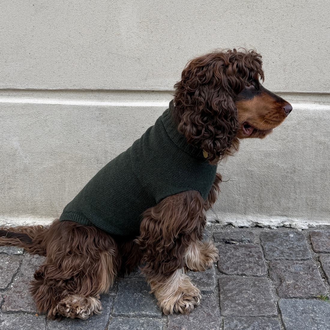 Calimar Sweater 2.0 // Strikket hundesweater i uld (grøn)