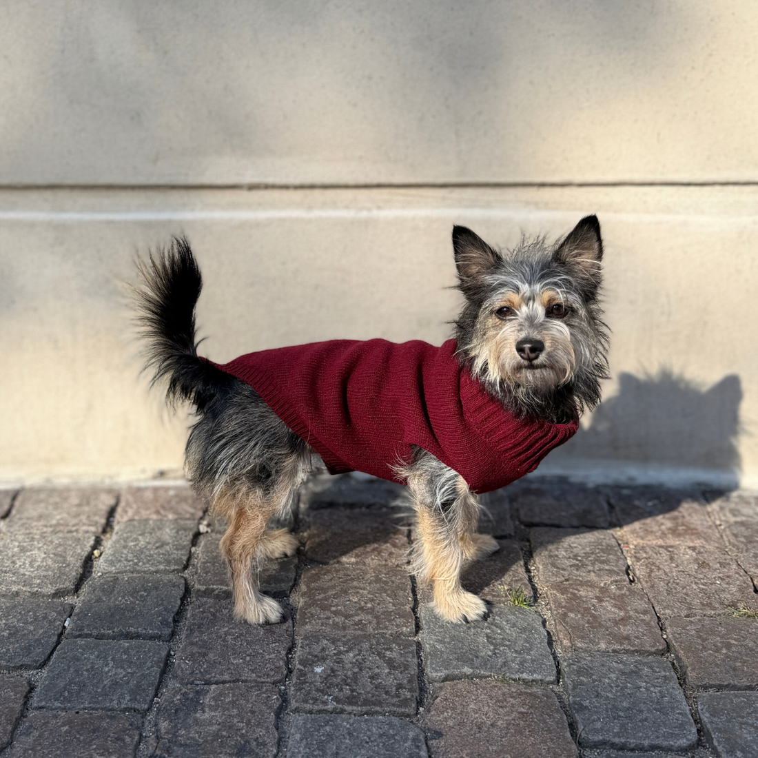 Calimar Sweater 2.0 // Strikket hundesweater i uld (bordeaux)