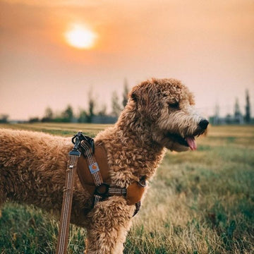 Carhartt dog // Step-in and anti-pull harness (brown)