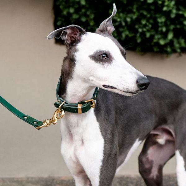Classic Collar // Classic leather dog collar in green