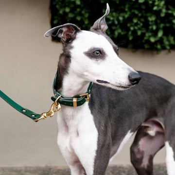 Classic Collar // Classic leather dog collar in green