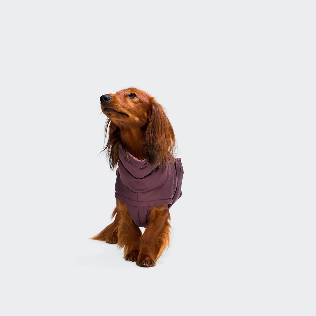 Cloud7 Alaska, Dachshund // Extra warm winter jacket (aubergine)