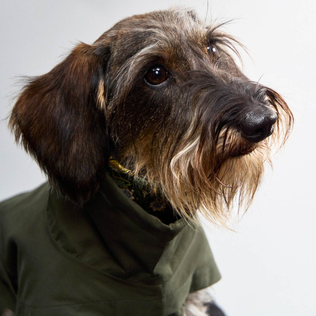 Cloud7 Dublin // Rain jacket for dachshunds (dark olive)