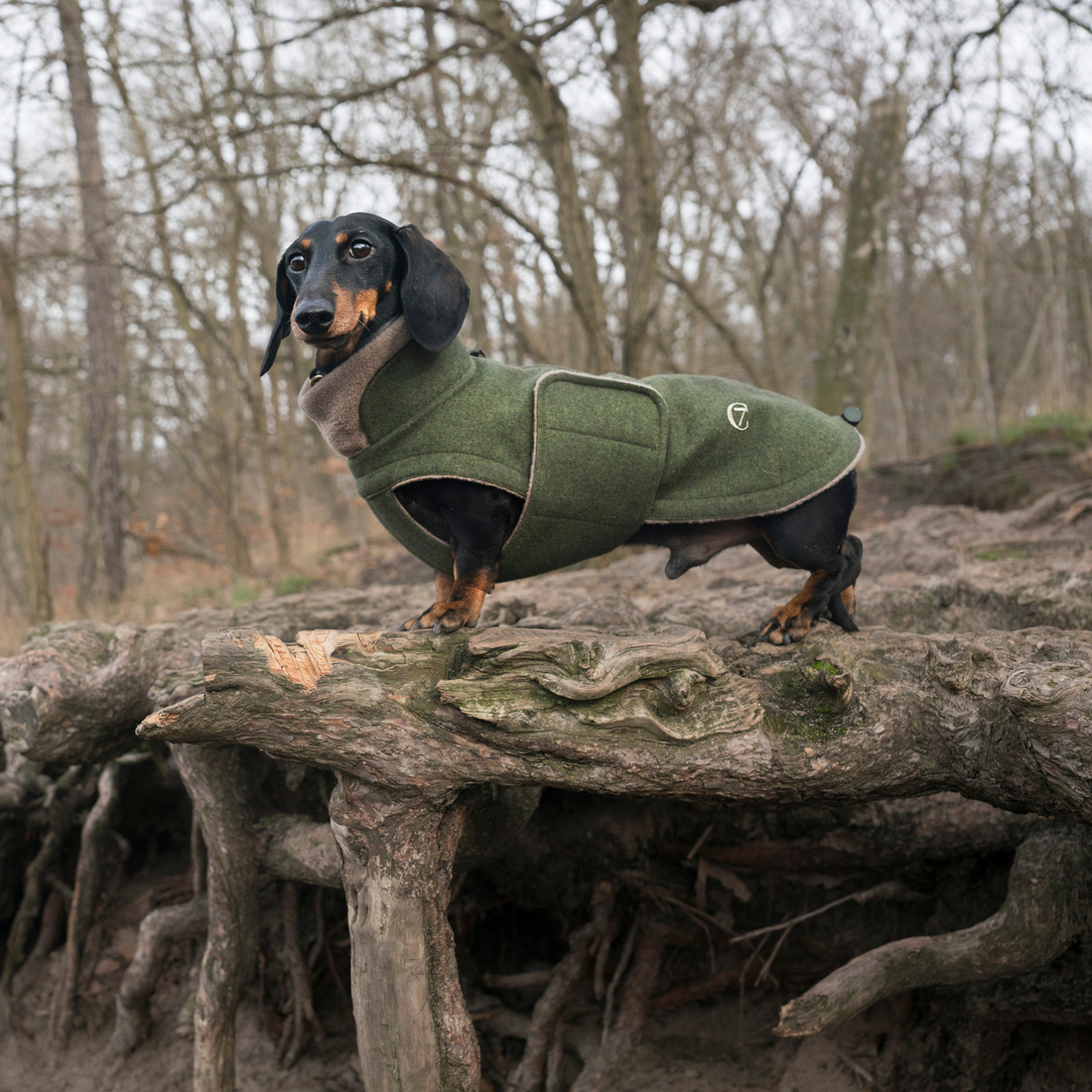 Cloud7 Brooklyn, Dachshund 2023 // Warm dog coat in wool (hazel) (Copy)