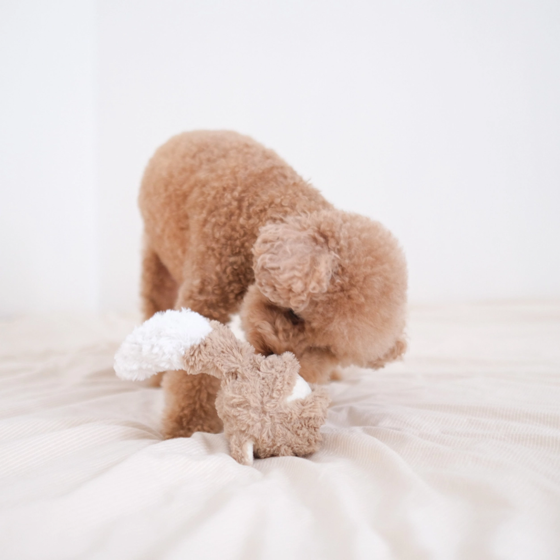 Lambwolf Fox Pop // Aktivitetslegetøj med udtagelig bold