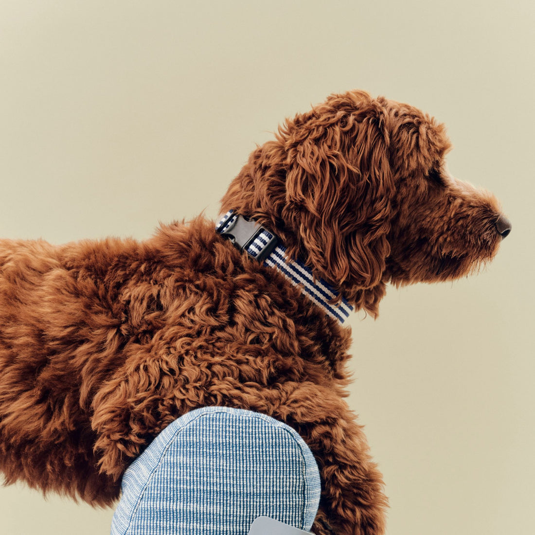HAY Dogs Flat // Justerbart halsbånd i blødt nylon (blå/hvide striber)