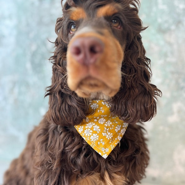 Hundekollektivet // Adjustable Bandana Collar (Liberty Curry)