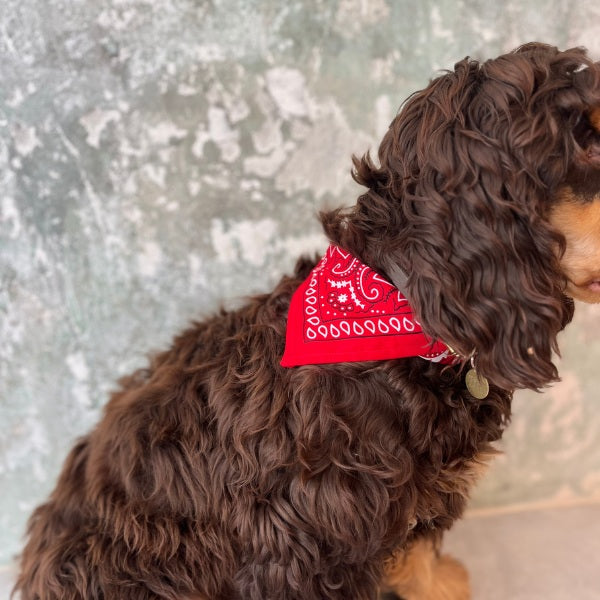 Hundekollektivet // Adjustable bandana and dog collar (red)