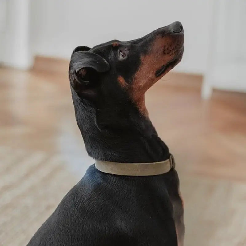 Butter Olive // Soft leather dog collar (olive green)