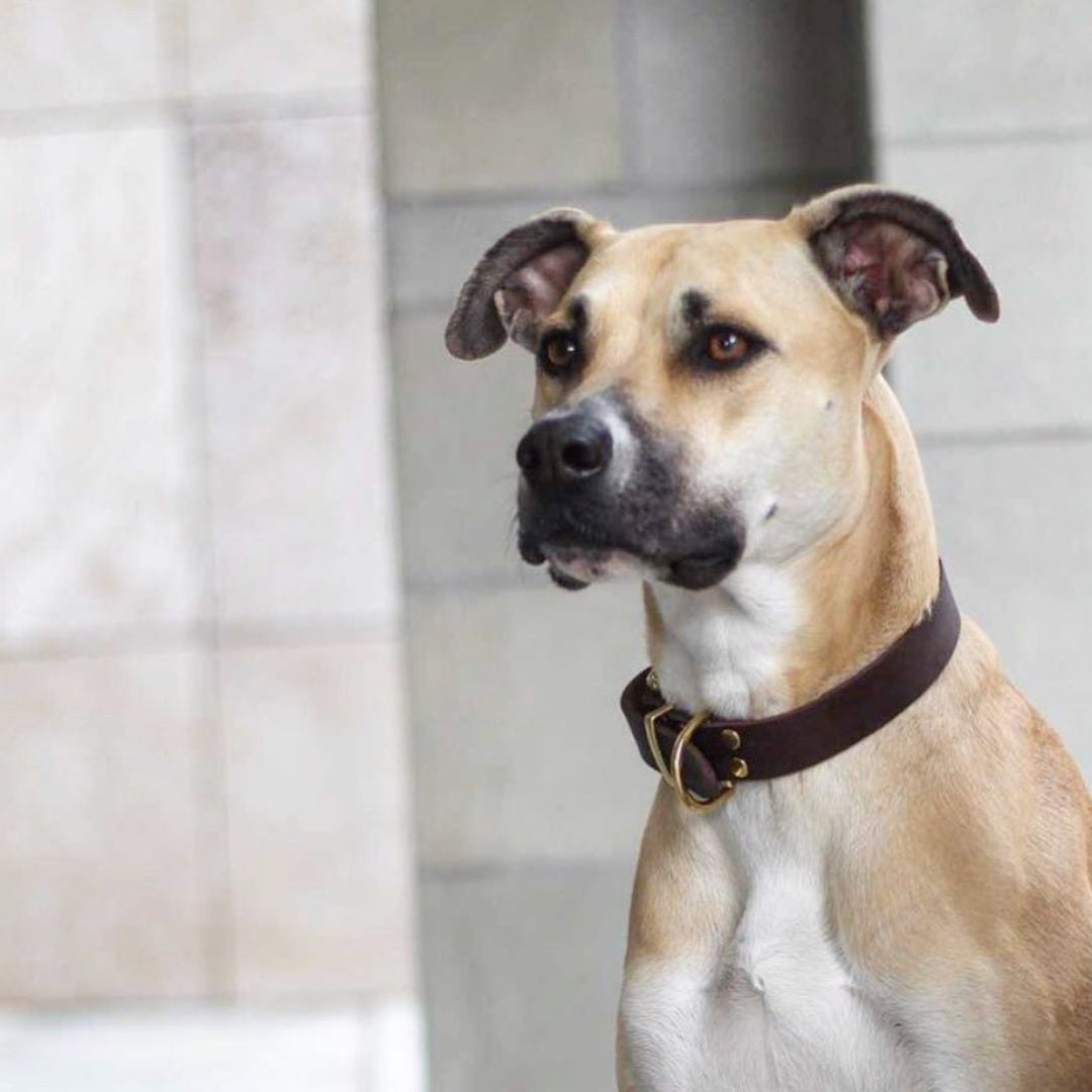Butter Classic // Dog collar in soft leather (dark brown)