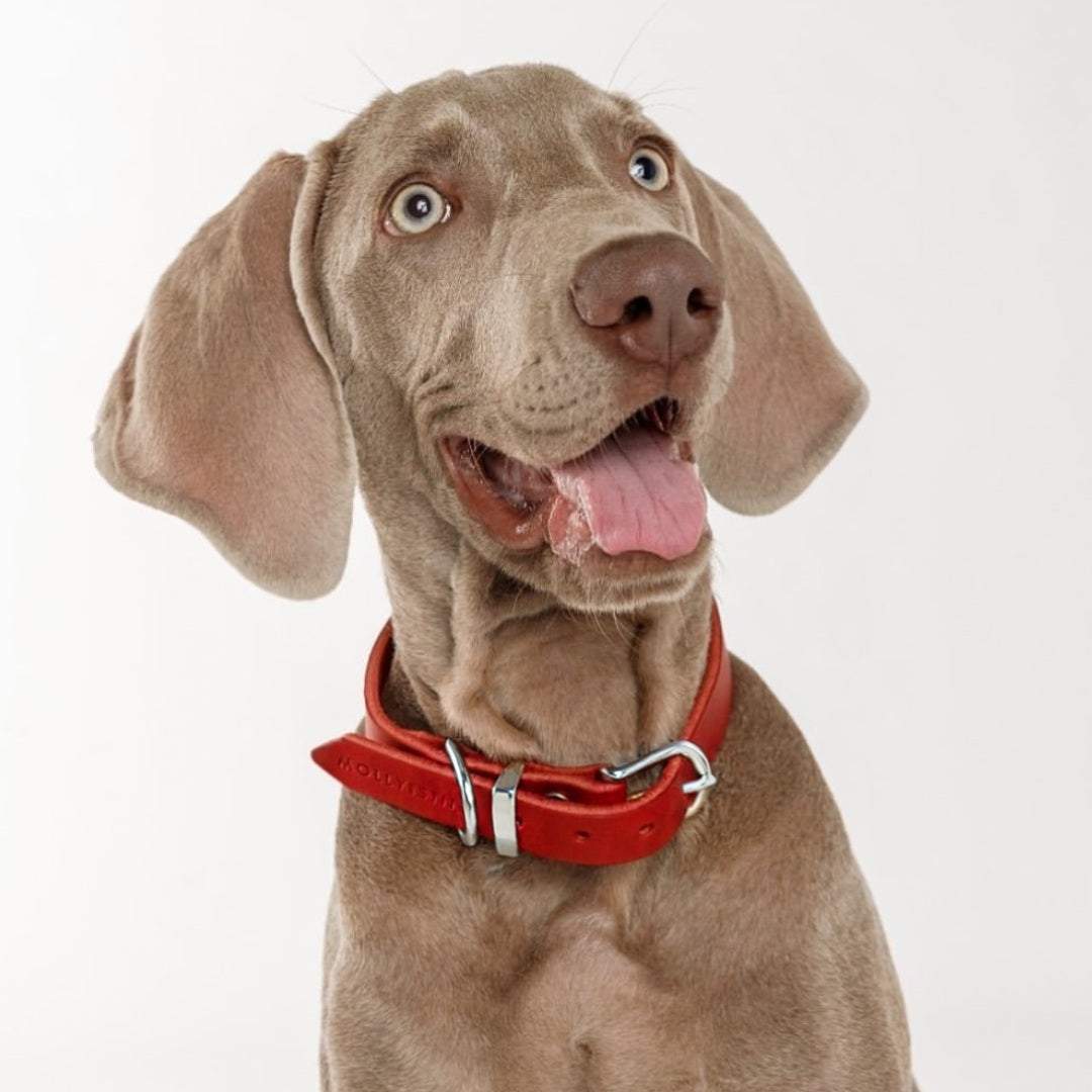 Butter Red // Soft leather dog collar (red)