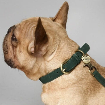 Nordog Avocado // Nubuck leather dog collar (green)