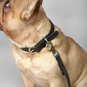 Nordog Coal // Nubuck leather dog collar (black)