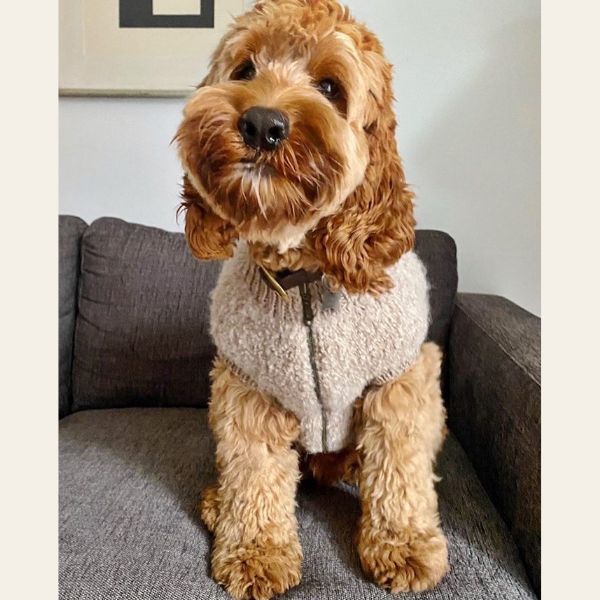 Wear Fifi // Knitting pattern for Teddy Vest for dogs