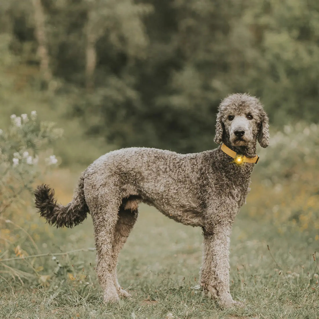 Orbiloc dog dual // Waterproof and impact-resistant dog light (yellow)