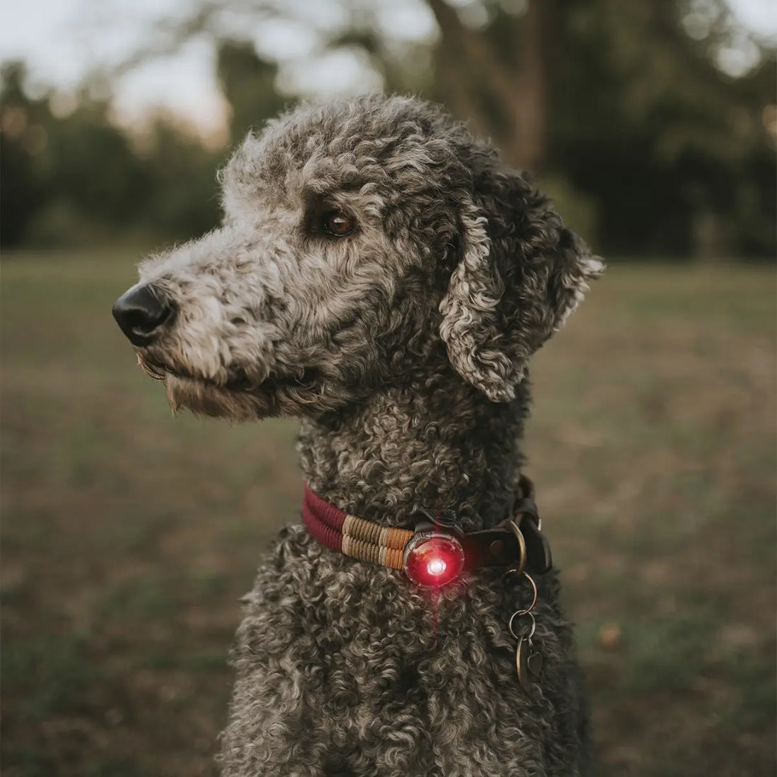 Orbiloc dog dual // Waterproof and impact-resistant dog light (red)