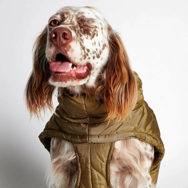 The Painters Wife // Puffer / dog jacket (khaki green)
