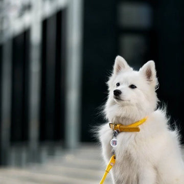 Waudog // Round-stitched leather collar (yellow)
